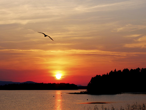 域名“feixia.com”估值报告